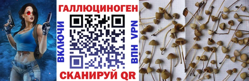 хочу   Красный Холм  Псилоцибиновые грибы GOLDEN TEACHER 